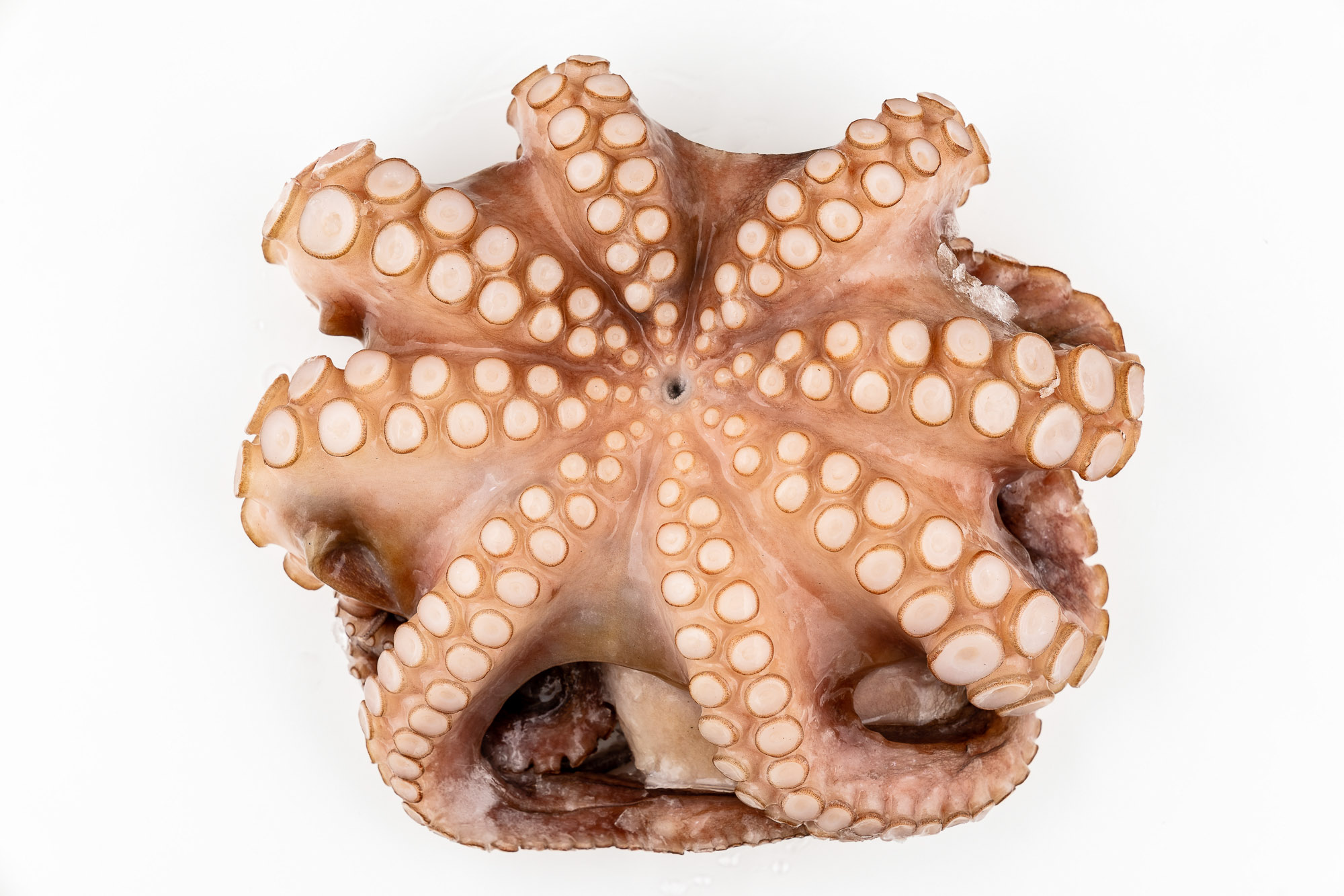 Octopus