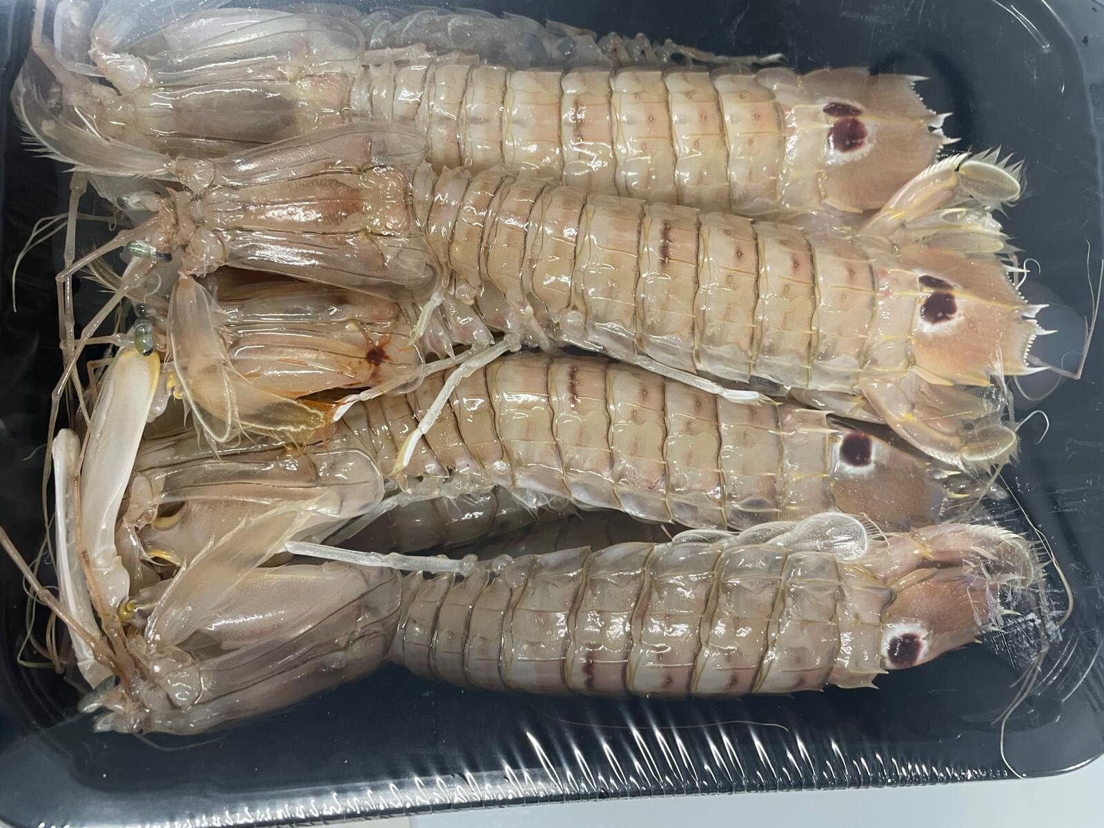 Mantis Shrimp