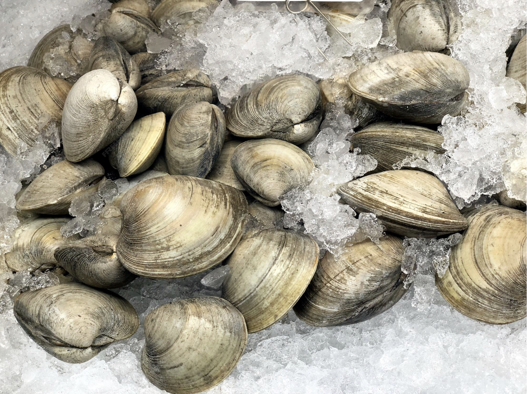 Grooved Carpet Shell