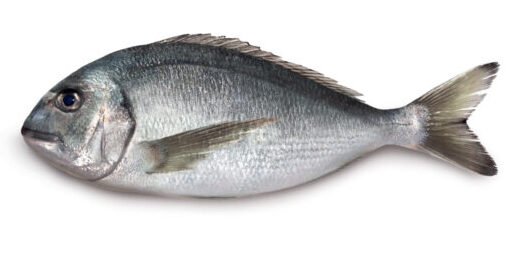 Sea Bream
