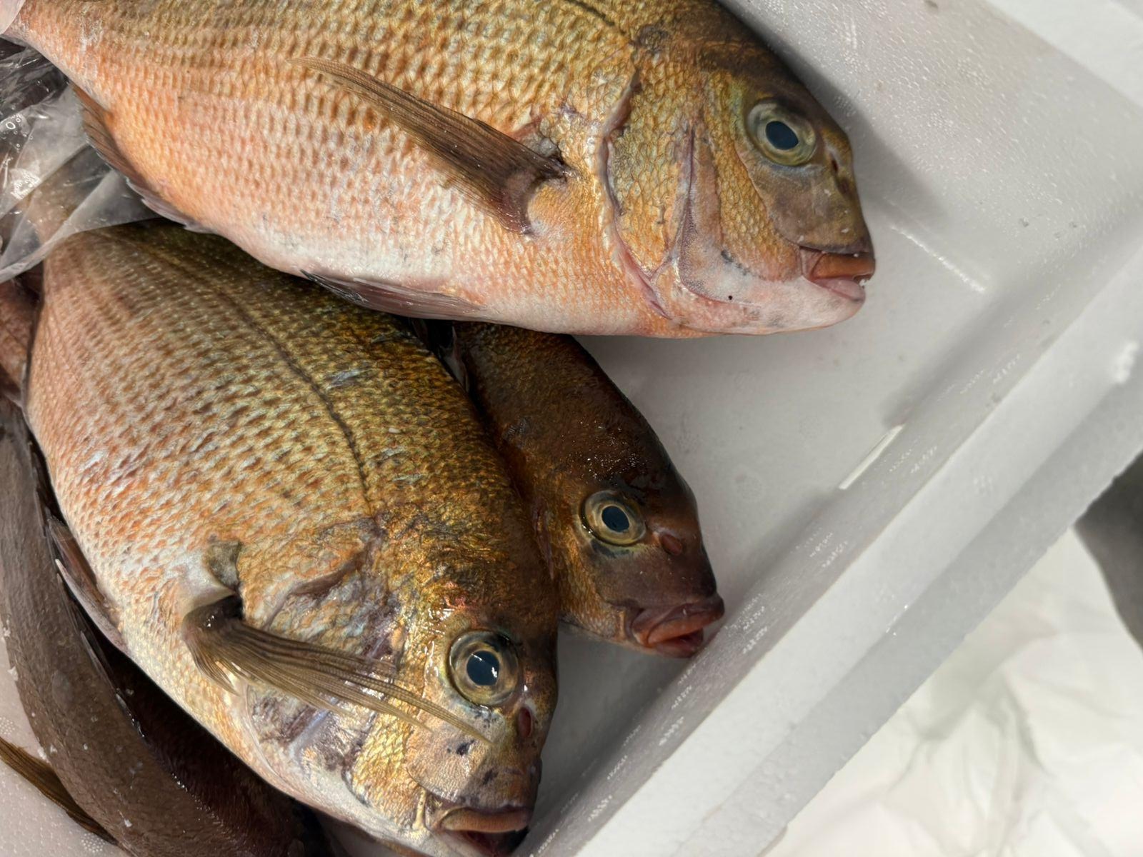 Red Sea Bream