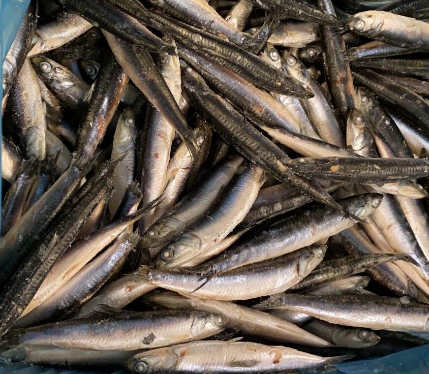 Anchovy IQF
